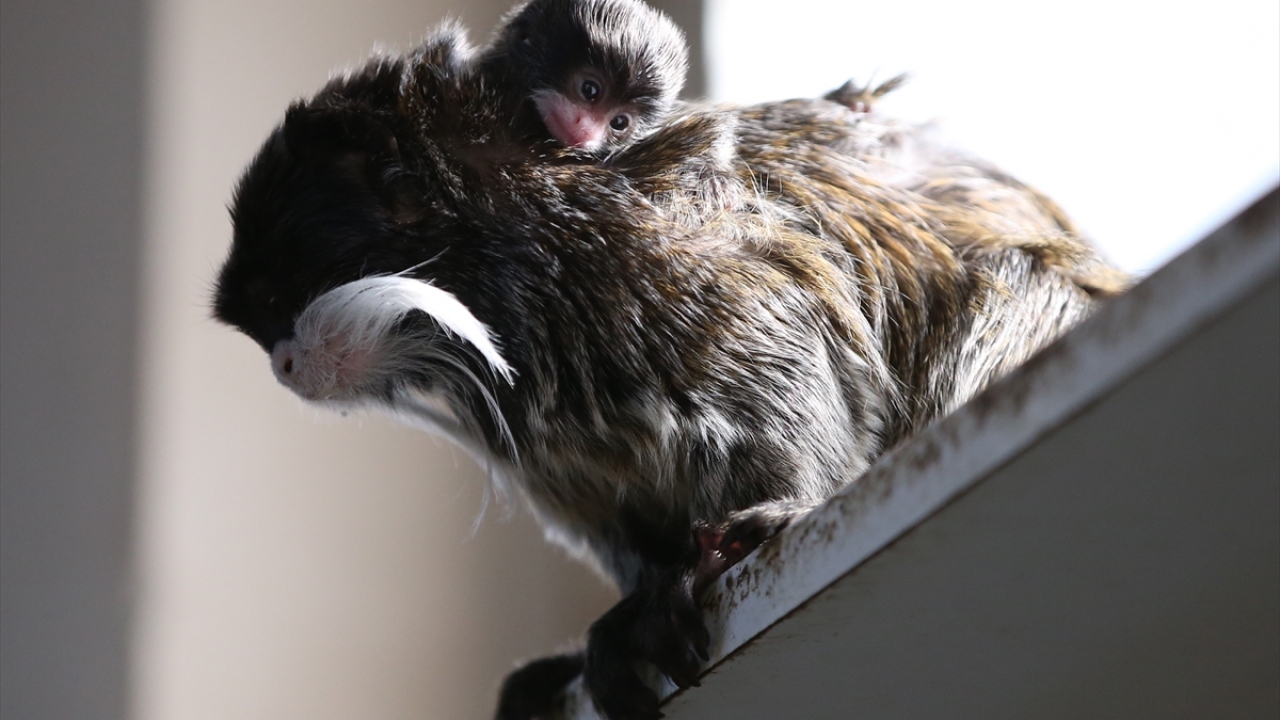 "Yaprak" ve "Ceviz" çiftinin ikinci yavrusu