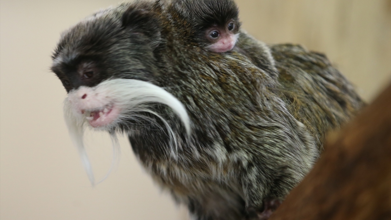 9 yaşındaki Ceviz ve 7 yaşındaki Yaprak`ın geçen yıl dünyaya gelen ilk yavrularının ardından, ikinci yavru da sakallı maymun ailesine katıldı.