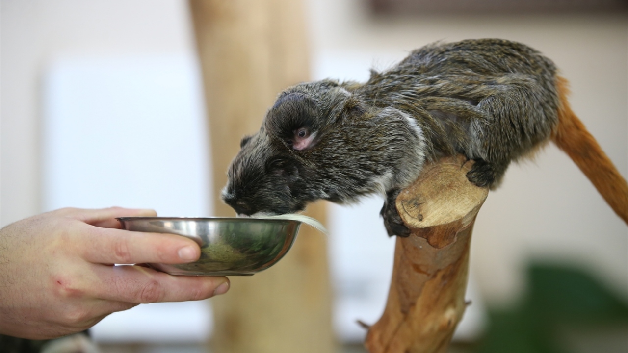 Yavru maymun genellikle annesinin sırtına tutunarak günün 24 saatine yakın bir süreyi uyuyarak geçiriyor.