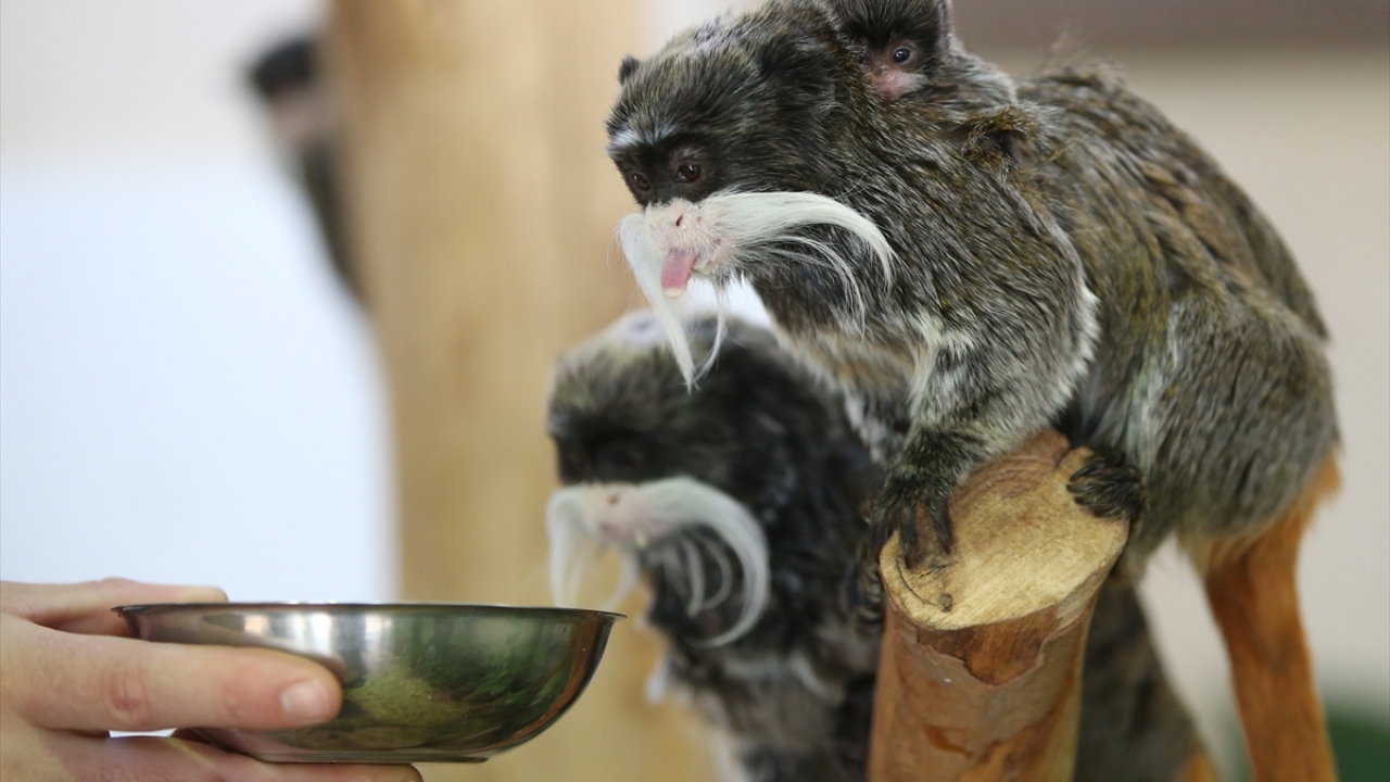 Bursa Hayvanat Bahçesi Şube Müdürü Nermin Sığırcı, yaptığı açıklamada, hayvanat bahçesi sakinlerinin sayısının giderek arttığına dikkati çekti. 