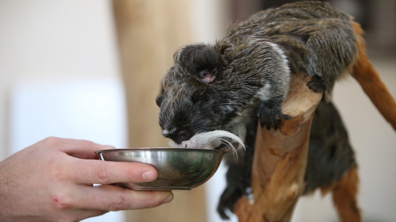 "Ziyaretçi sayımız giderek artıyor."