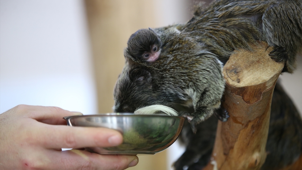 Dünyaya yeni gelen 3 yavrunun şu anda sağlık durumlarının iyi olduğunu dile getiren Sığırcı, bu yavruların da hayvanat bahçesine ziyaretçi çekeceğini söyledi.