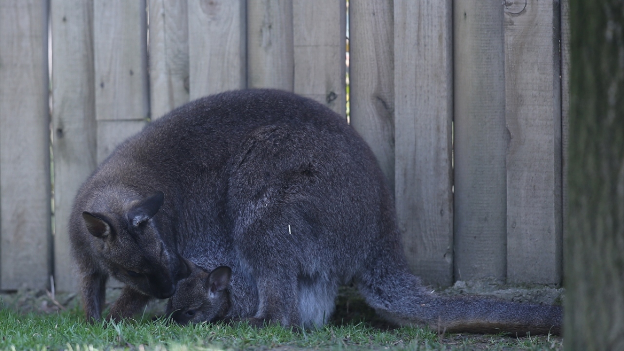 Kanguru yavruları yaklaşık 1 gram doğuyor