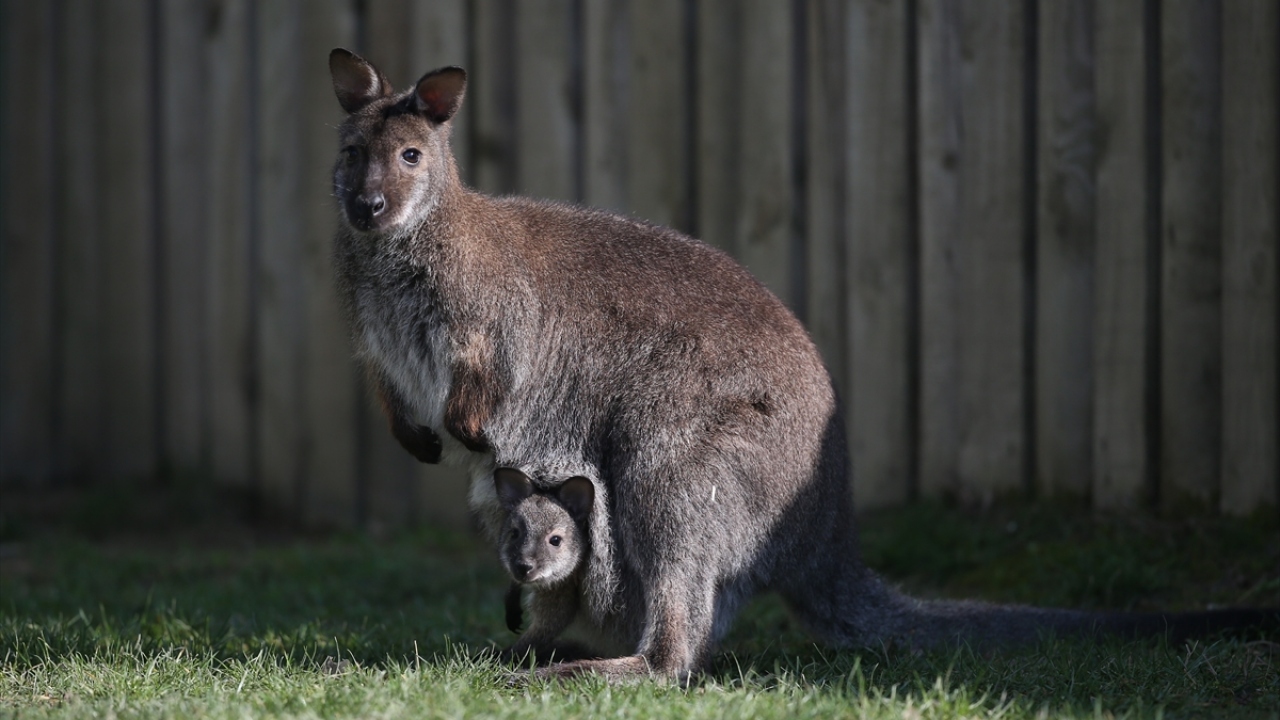 Bahar aylarının yaklaşmasıyla güneşin tadını çıkarmak için keseden başını çıkaran yavrunun sevimli halleri, ziyaretçilerden ilgi görüyor.