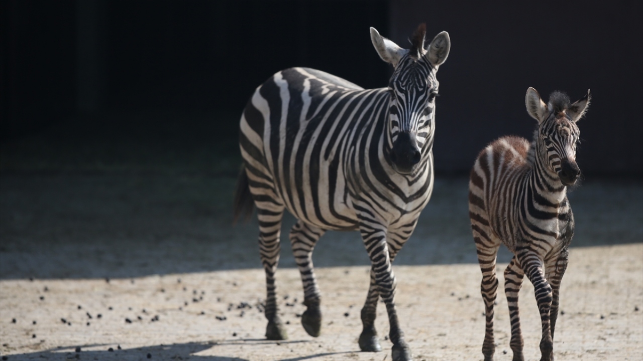 Bursa Hayvanat Bahçesi`nin "Afrika Savanası" bölümünde barınan zebraların sayısı da yeni yavruyla 10 dişi 5 erkek olmak üzere 15`e yükseldi.