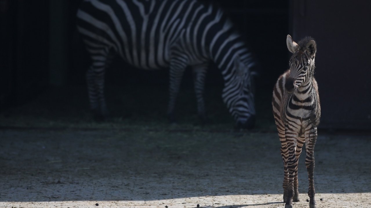 Annesinin yanında ayrı bir bölmede tutulan savana ailesinin yeni üyesi yavru zebra, gerekli erişkinliğe ulaştığında diğer hayvanların yanına salınacak.