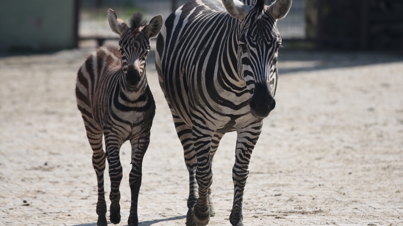 Henüz isimleri konulmayan yavrular annelerinin gözetiminde, kendilerine sağlanan doğal ortamlarında bakılıyor. 