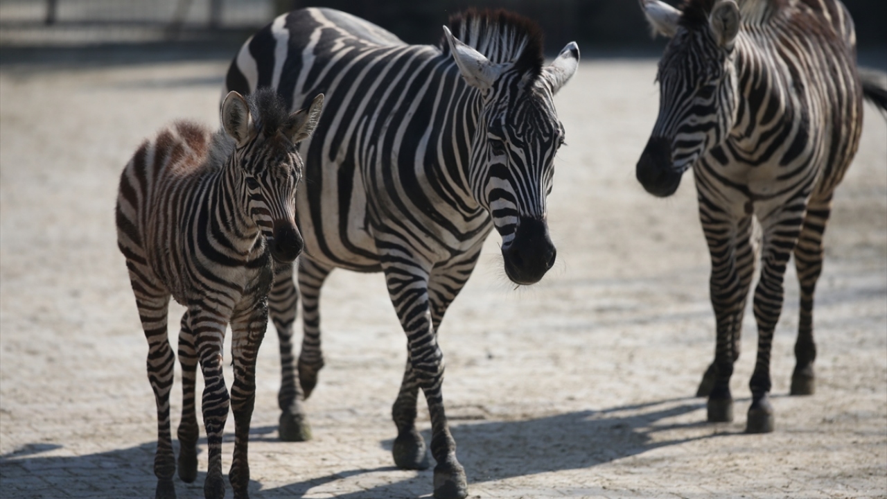 Doğumdan sonra anne zebra, yeni yavruları yetiştirmek için, belli erişkinliğe ulaşan yavrusunu yanından uzaklaştıracak, yeni nesiller yetiştirecek.