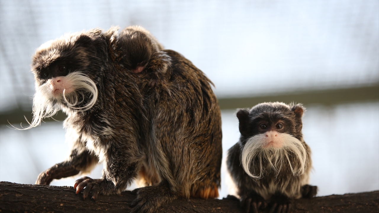 Sevimli ailede büyük yavrunun kıskançlık halleri ise görenleri şaşırtıyor. 