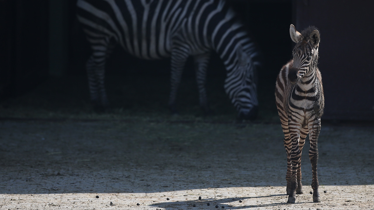 Özellikle ilkbahar, yaz aylarında büyük ilgi gören ve yaklaşık 130 türden bin 500 civarında bireyin yaşadığı hayvanat bahçesinde, imparator tamarin, zebra ve kanguru yavruladı.