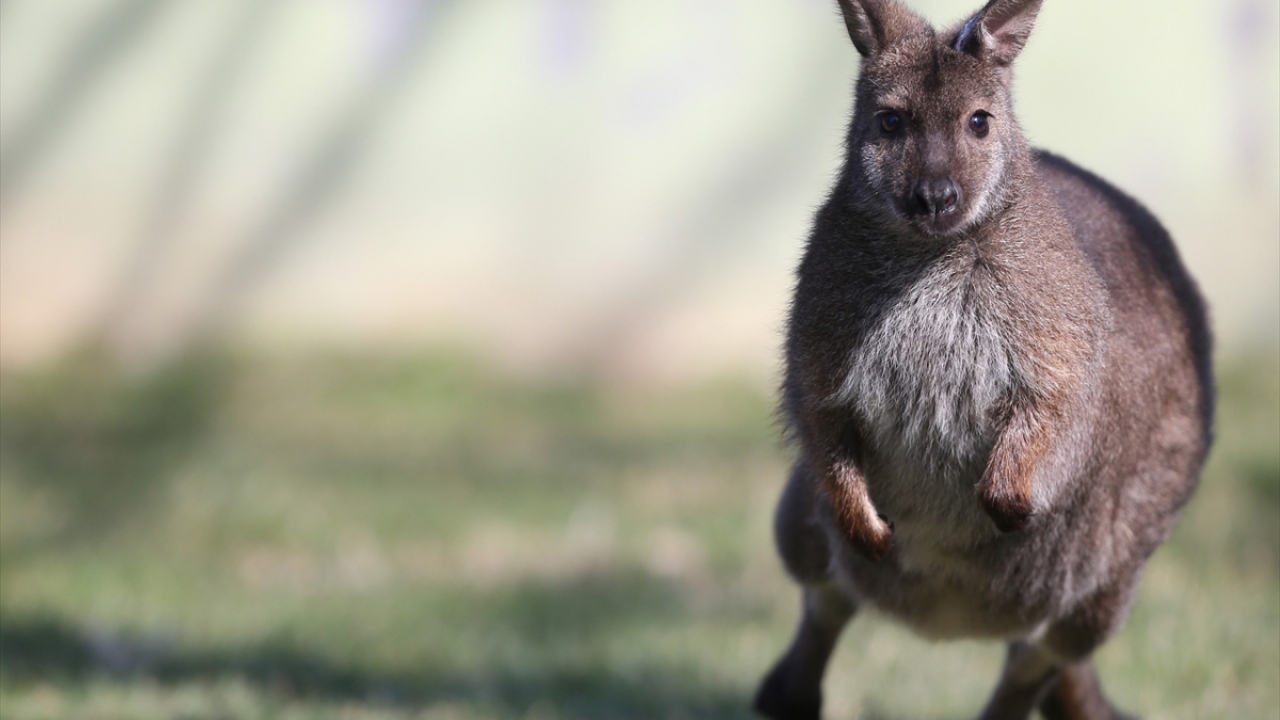 Doğada genellikle yalnız yaşayan wallaby türü küçük kanguru, tedirgin olmaması için yavrusuyla ayrı bir ortamda tutuluyor. Yavru diğer hayvanlarla iletişim kurabilecek seviyeye gelene kadar bakıcıları tarafından özenle bakılıyor.