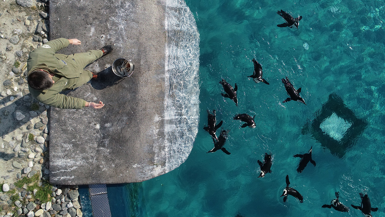 Büyükşehir Belediyesince kurulan ve 130 türden bin 500 hayvanı barındıran hayvanat bahçesinde 16 penguen bulunuyor. 