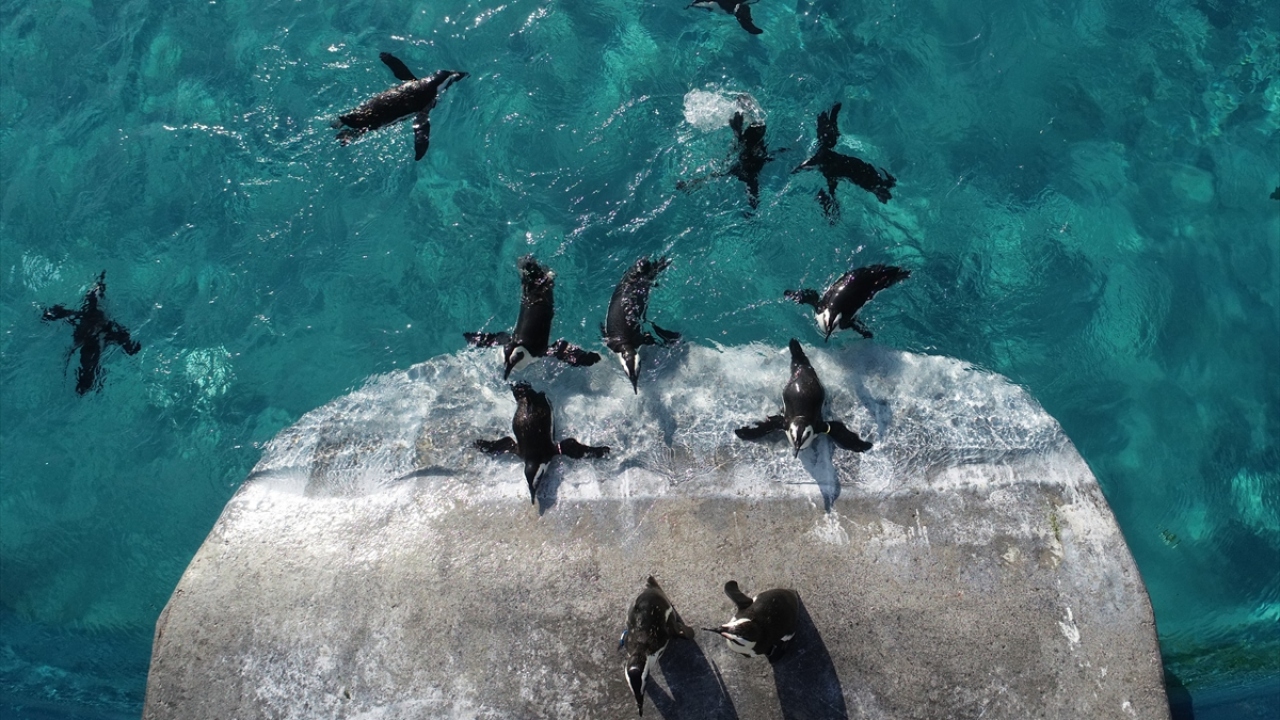 Günün belli vakitlerinde doğal ortamlarına uygun hazırlanan sardalya balığı yiyen penguenler, bakıcıları tarafından elle besleniyor.