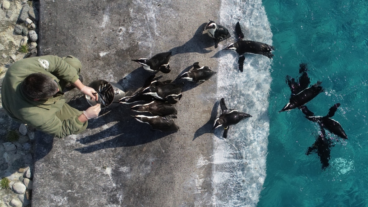 Günlük üç öğünde yarım kilogram balık tüketen penguenler, yemeğin ardından yüzüyor. 