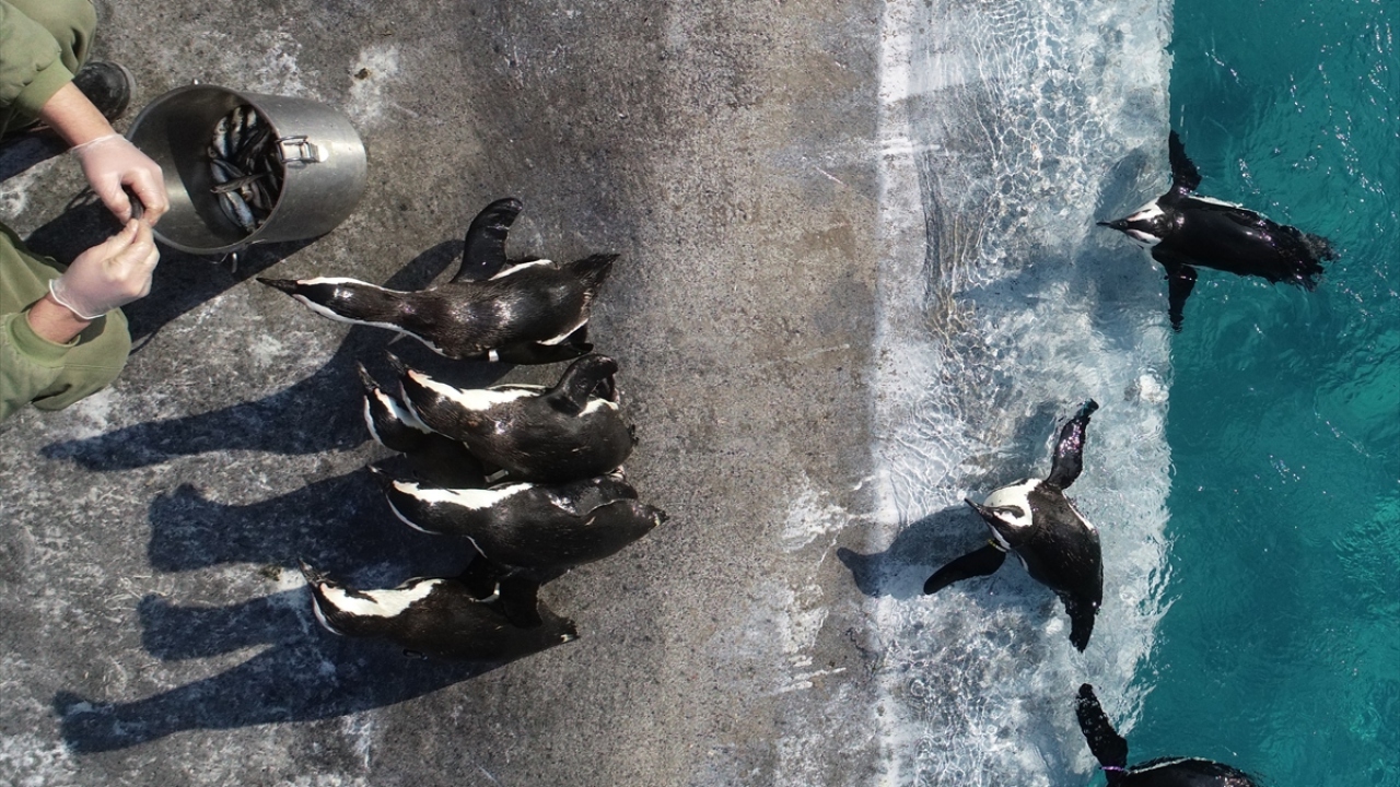 Beslenmeleri drone ile görüntülenen penguenler, ziyaretçilerden ilgi görüyor.