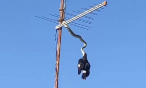 Avustralya'da antenden sarkan piton kuşu yakaladı