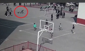 Okula giren pitbull öğrencilere saldırdı