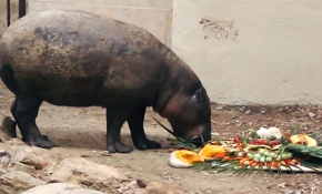 Cüce su aygırı "Mela"ya doğum günü sürprizi