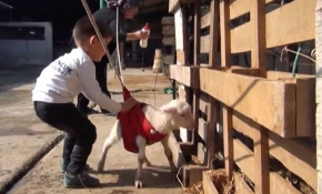 Manisalı Akçam ailesi, felçli kuzuya özenle bakıyor