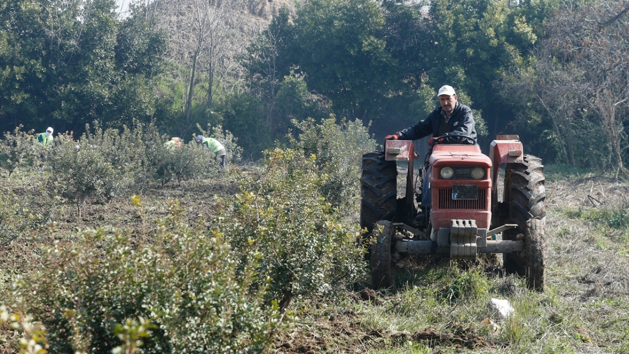 Türkiye`de yıllar içerisinde ağaç sayısı 250 ila 300 aralığına kadar düşerken sakız üretimi de yok denecek seviyelere geriledi. Sakız ihtiyacı ise ithalat yoluyla karşılandı. 