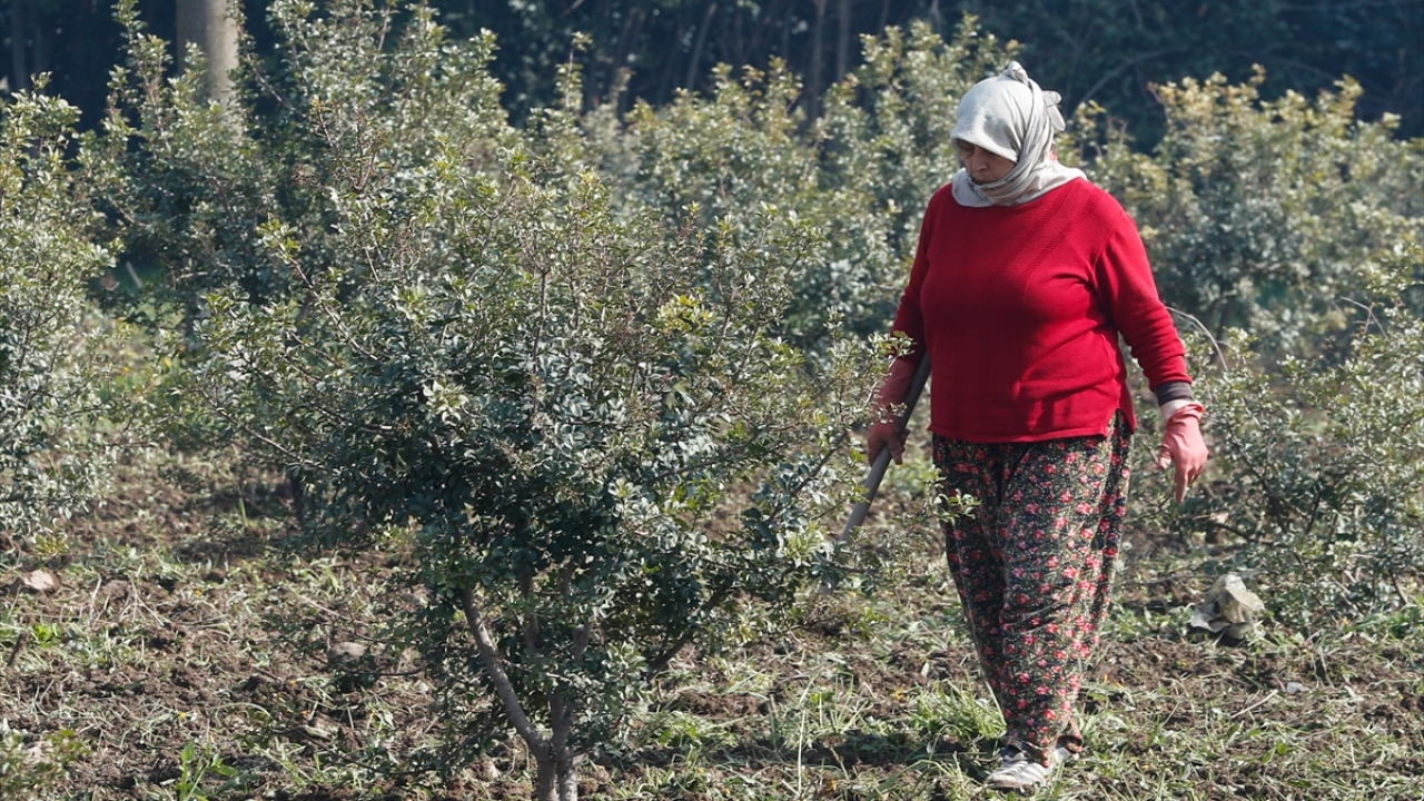 Dünyada üretimi ve ticareti Yunanistan`ın tekelinde olan sakız üretiminin Türkiye`de yeniden canlandırılması amacıyla Orman Genel Müdürlüğü tarafından hazırlanan "Sakız Eylem Planı" 2014 yılında hayata geçirildi. 
