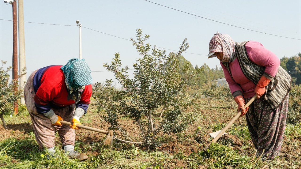 Sakız ağacının tohumdan yetişmemesi nedeniyle fidan üretimi "daldırma", "havai köklendirme" ya da "aşı" ile gerçekleştiriliyor.