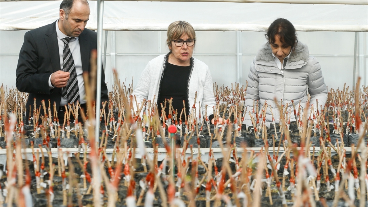 Türkiye`nin en önemli fidanlık üretim merkezlerinden biri olan Torbalı Orman Fidanlık Müdürü Hasan Özşahin, eylem planı kapsamında sakız fidanı üretmek için uzun süredir çalıştıklarını belirtti.