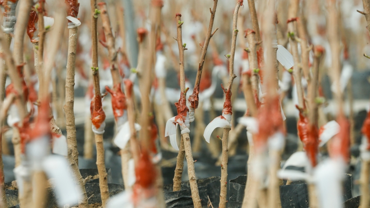 Sakız ağacının tohumdan üretilememesi ve materyal azlığı nedeniyle ilk etapta zorlu bir süreç geçirdiklerini aktaran Özşahin, şunları kaydetti: