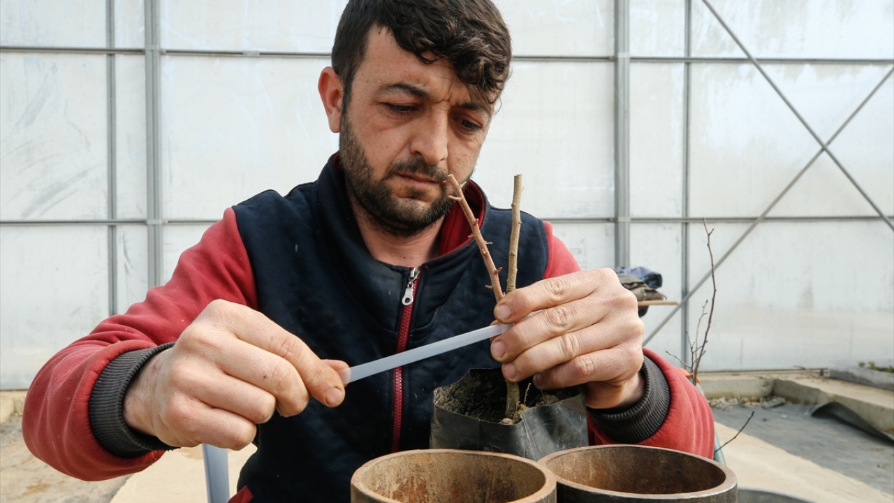 Sakız ağacı klon parkı oluşturuldu