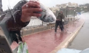 Malta'da dev dalgalar sonrası balıklar karaya vurdu