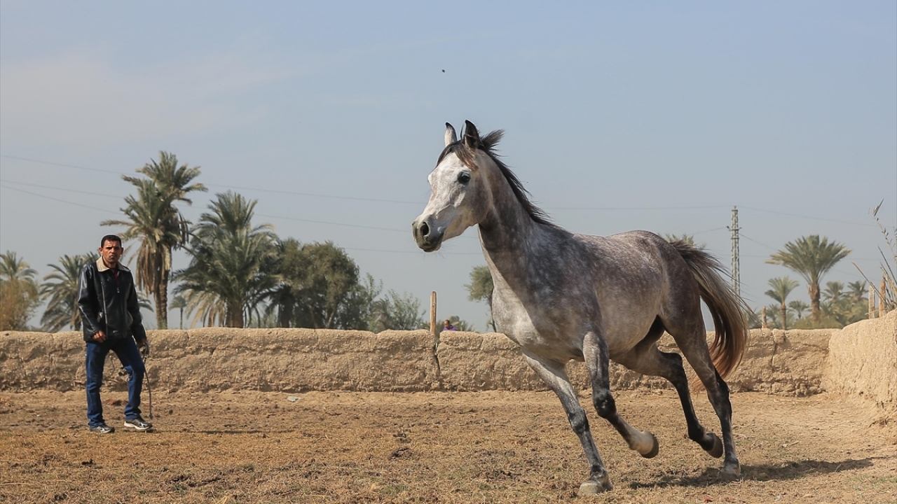 At eğitmenliği ile meşhur köylüler geçimlerini tümüyle bu işten kazanıyor. Bu nedenle Dimu Köyü, halk arasında "Bin at eğitimcisinin köyü" olarak da adlandırılıyor.