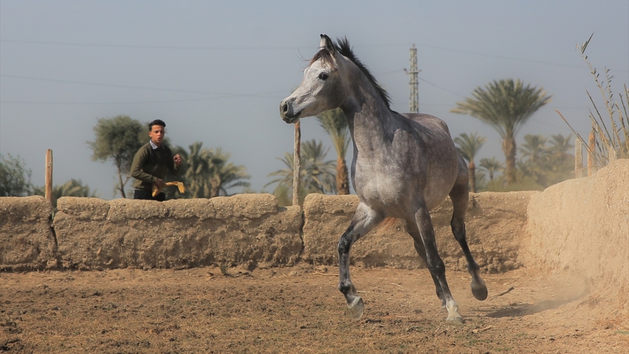 Arap atları zorluklara karşı olan tahammül gücü, ince ve yumuşak yeleleri, büyük, geniş ve parlak gözlerinin yanı sıra küçük kulaklarıyla da diğer atlardan ayrılıyor.