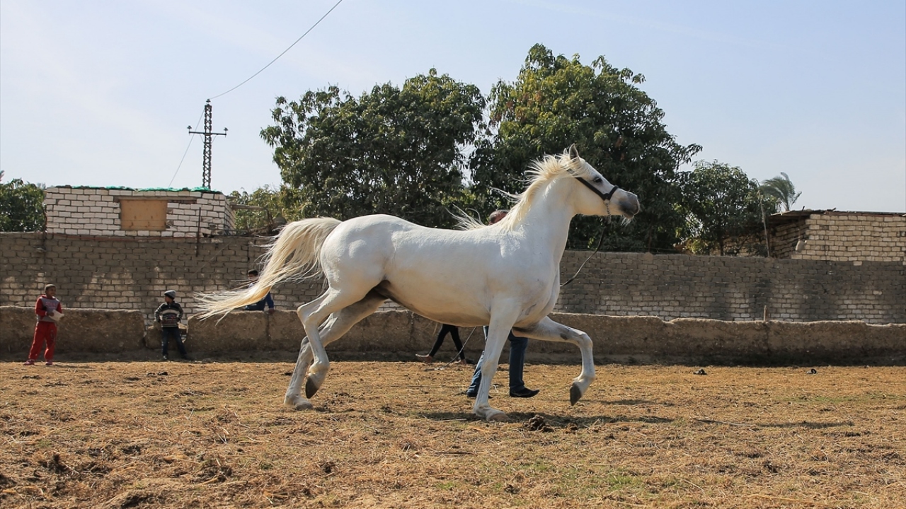 Köyde atlar yerli, yarış, gösteri ve güzellik amaçlı olmak üzere dört kategoride büyütülüp yetiştiriliyor ve bu şekilde sınıflara ayrılarak eğitiliyor.
