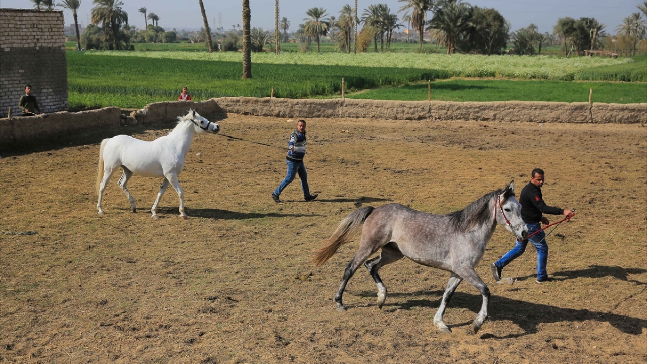 Hazreti Muhammed`in "Atlar kıyamet gününe kadar hayırla beslenir" şeklindeki hadisini hatırlatan Kamil, at eğitmenliğini bu köyde öğrendiğini ve burada başladığını ancak şu anda bu işi Kuveyt`te sürdürdüğünü anlattı.