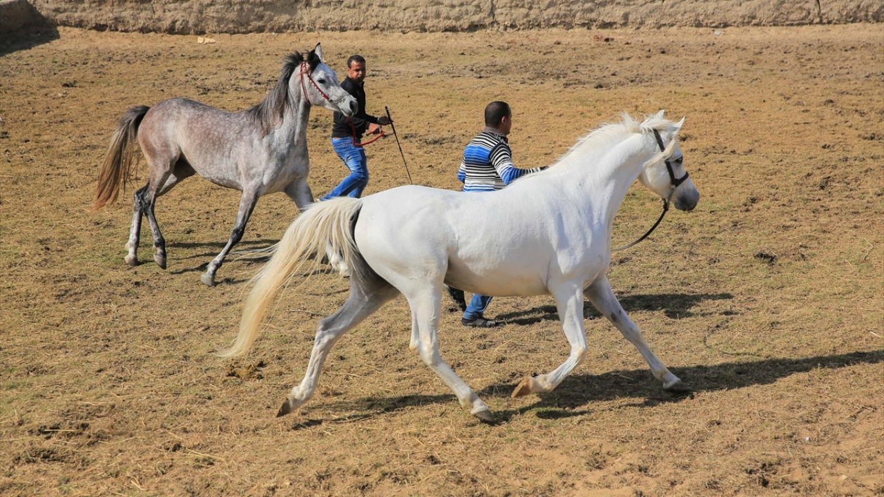 Arap atlarına DNA kontrolü