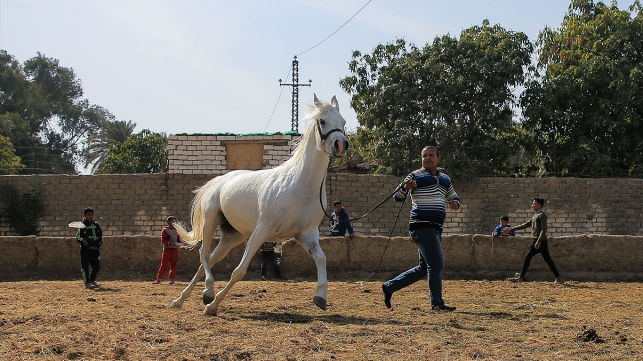 Güzellik yarışmalarına katılacak atlar için özel hazırlık 