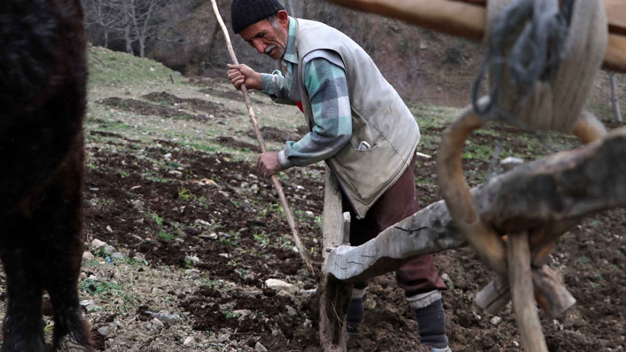 Babasından öküzlerle iş yapmayı öğrendiğini anlatan Erim, "Hala bu işe meraklıyım. İçimden gelerek yapıyorum. Ben bu öküzleri buzağıyken aldım, besledim büyüttüm." ifadesini kullandı.