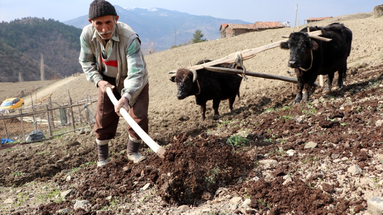 Hayatı boyunca hiç traktörü olmayan Erim`in tarladaki işlerini yapabileceği 20 yaşında iki öküzü bulunuyor. 