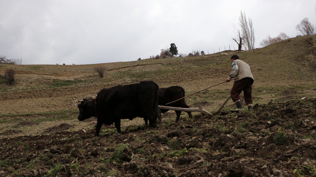 Öküzlerin yaşlı olması nedeniyle bakımlarını titizlikle yapan Erim, onları elleriyle besliyor.  Erim, tarlasını öküzleriyle kara sabanla sürüyor.
