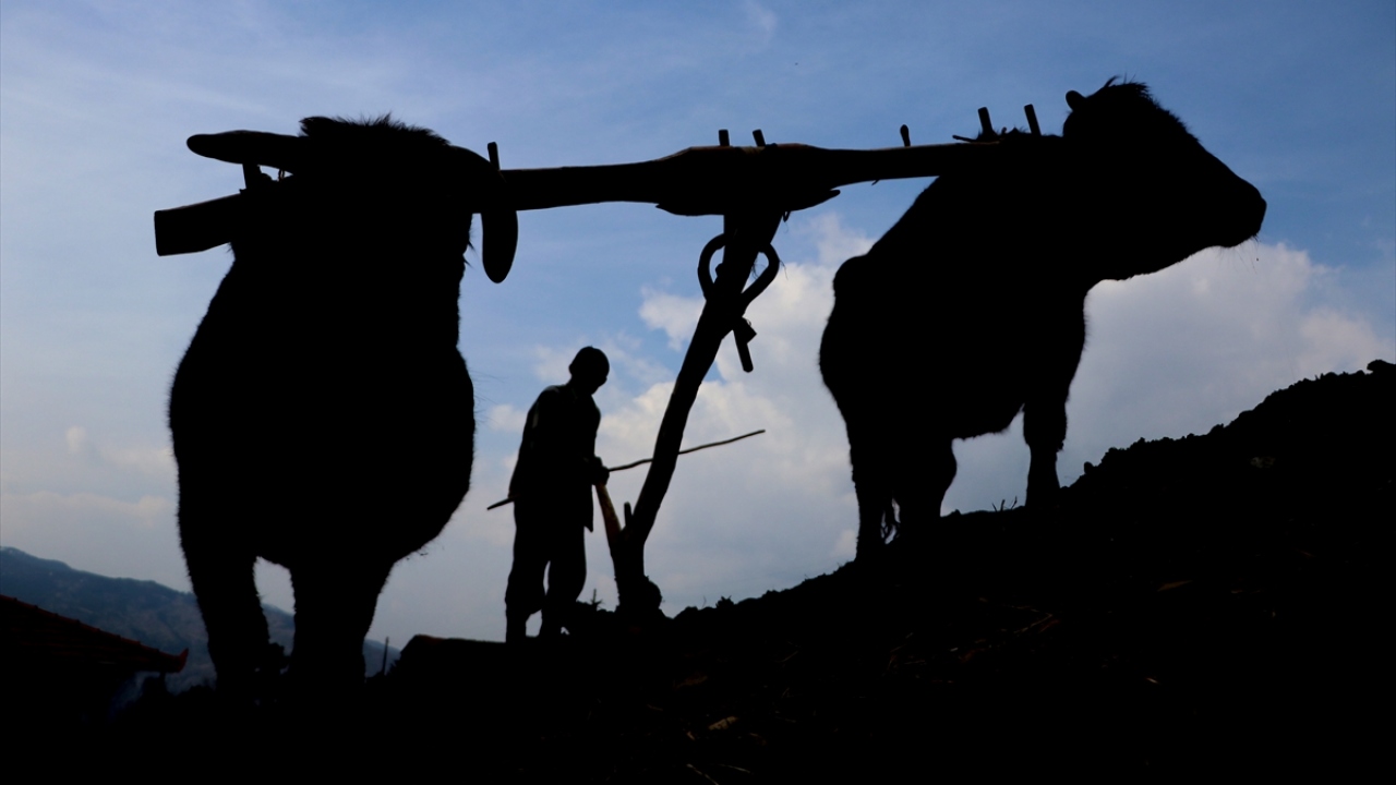Öküzlerinin yaşlı olduğunu dile getiren Erim, şöyle devam etti: