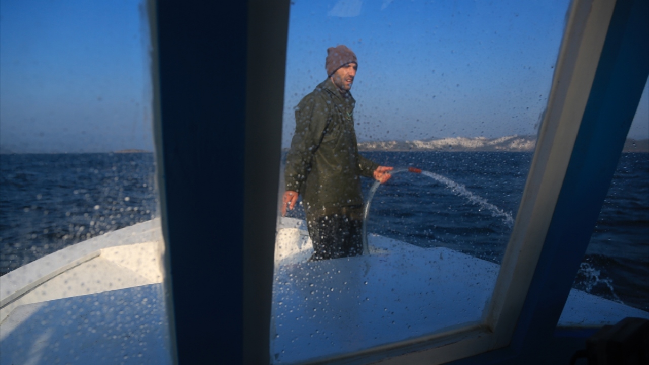 Körfezde 25 yıldır avlanan balıkçılardan Zafer Kınış, yaptığı açıklamada, güneş battıktan sonra ortaya çıkan türün, balıkçılar arasında "vampir pire" olarak adlandırıldığını söyledi.