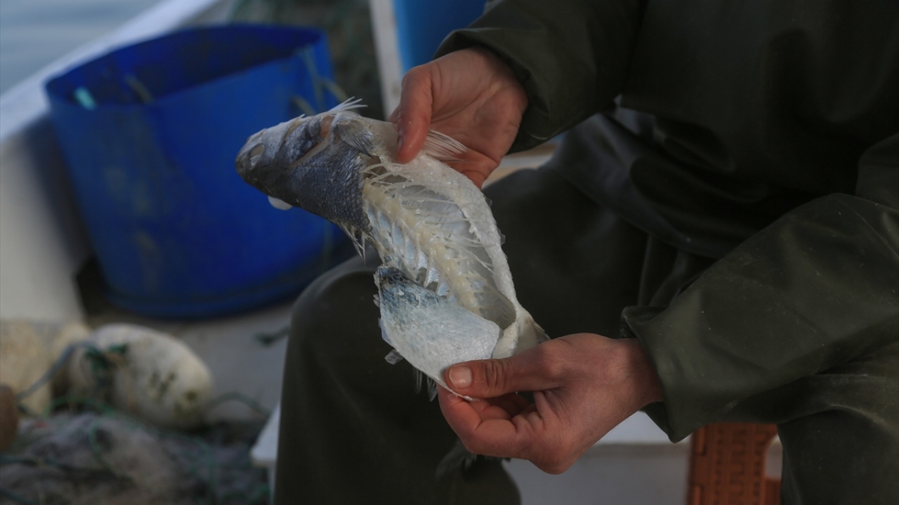 Kınış, suda çok hızlı hareket eden türün, ağlardaki deniz ürünlerine özellikle dolunayın olmadığı karanlık gecelerde daha yoğun zarar verdiğini aktardı.