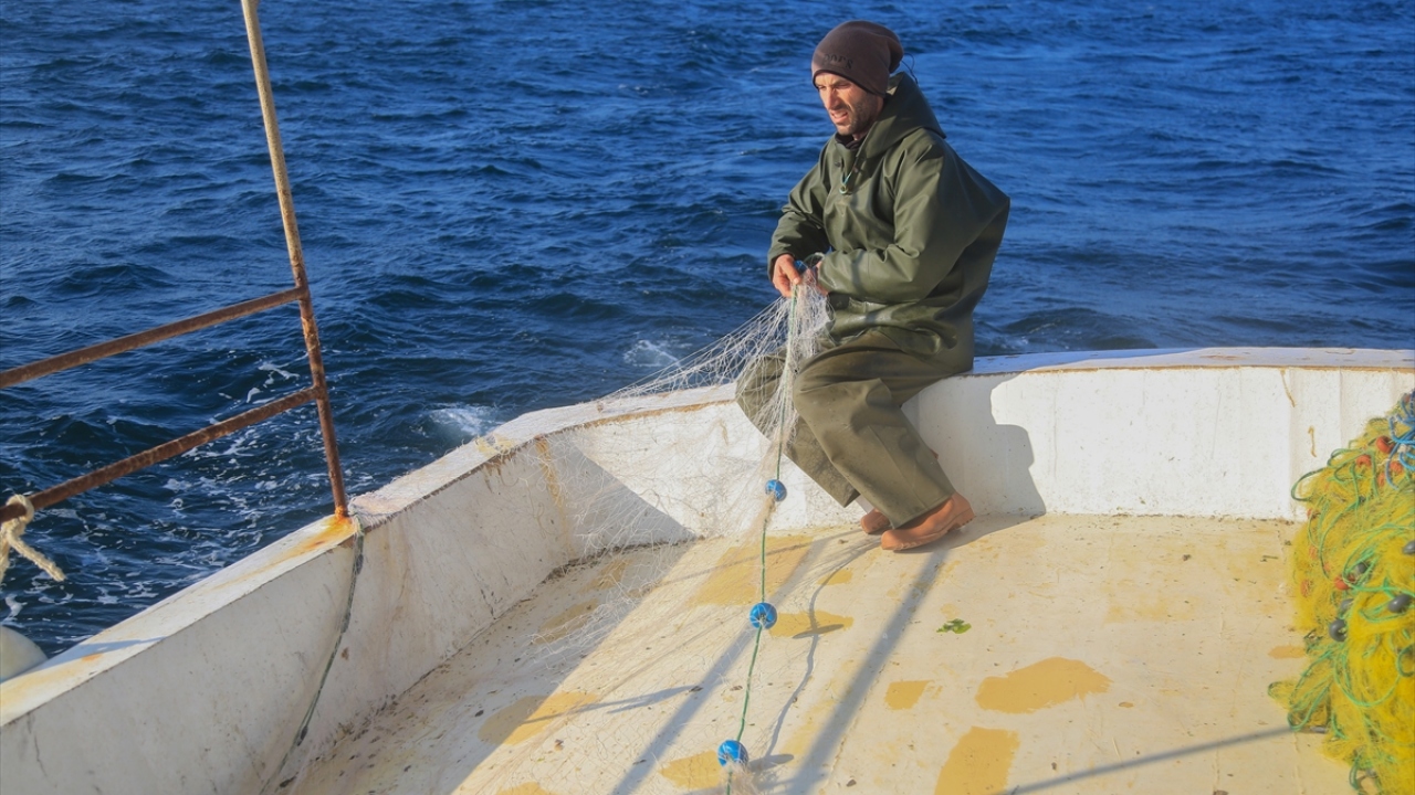 Celal Ateş, bu canlıların uzun süredir Mandalya Körfezi`nde bulunduğunu, özellikle uzatma ağlarında yakalanan balıklarda görüldüğünü bildirdi.