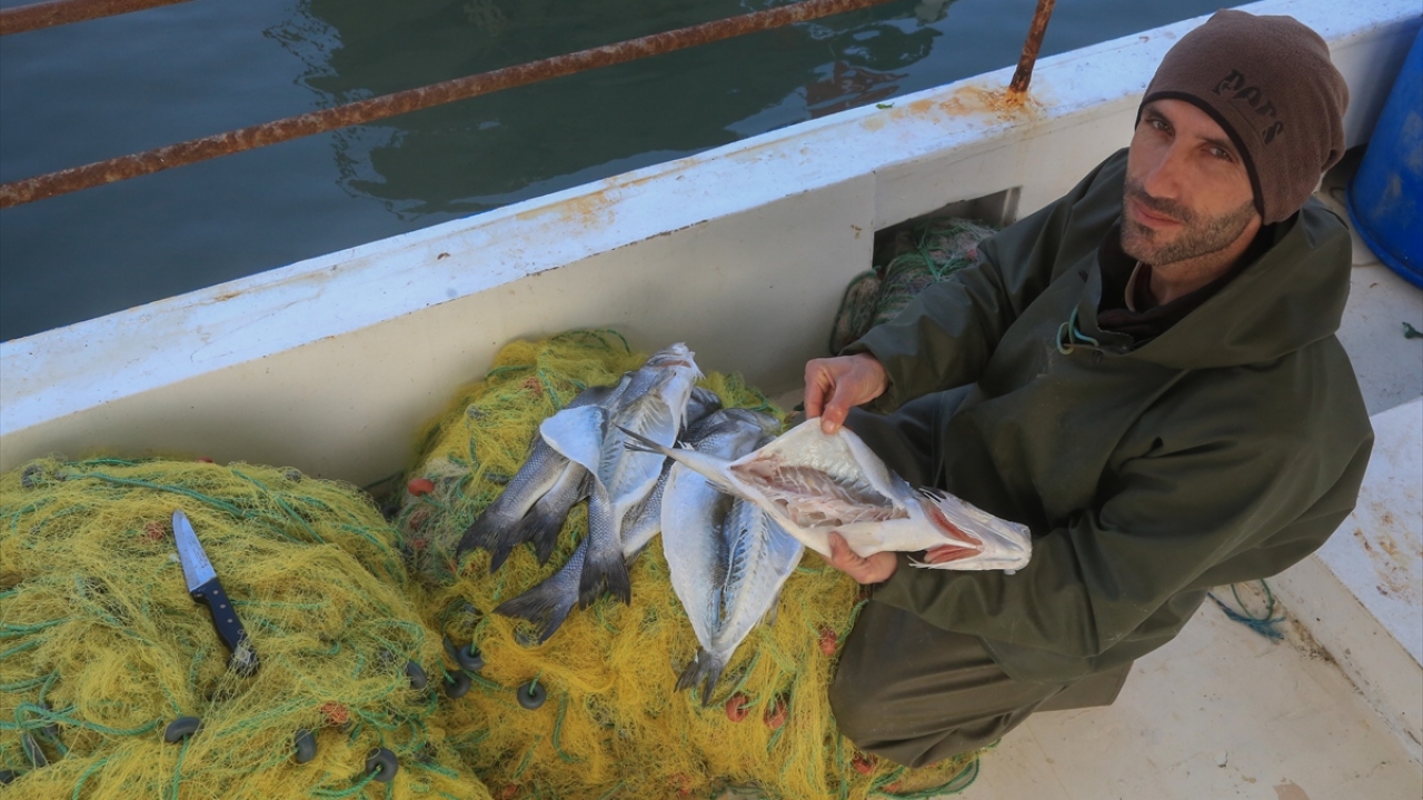 Bu türlerden bazılarının denizde, bazılarının da tatlı suda veya karada yaşayabildiklerini anlatan aktaran, türün omurgasız bir canlı olduğunu, vücudunun sert bir dış kabukla çevrili olduğunu ve 7 çift bacağa sahip olduğunu dile getirdi.