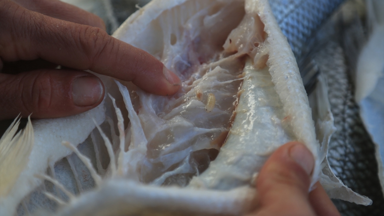 "Bölgede aşırı çoğalma gösterdiği söylenebilir"