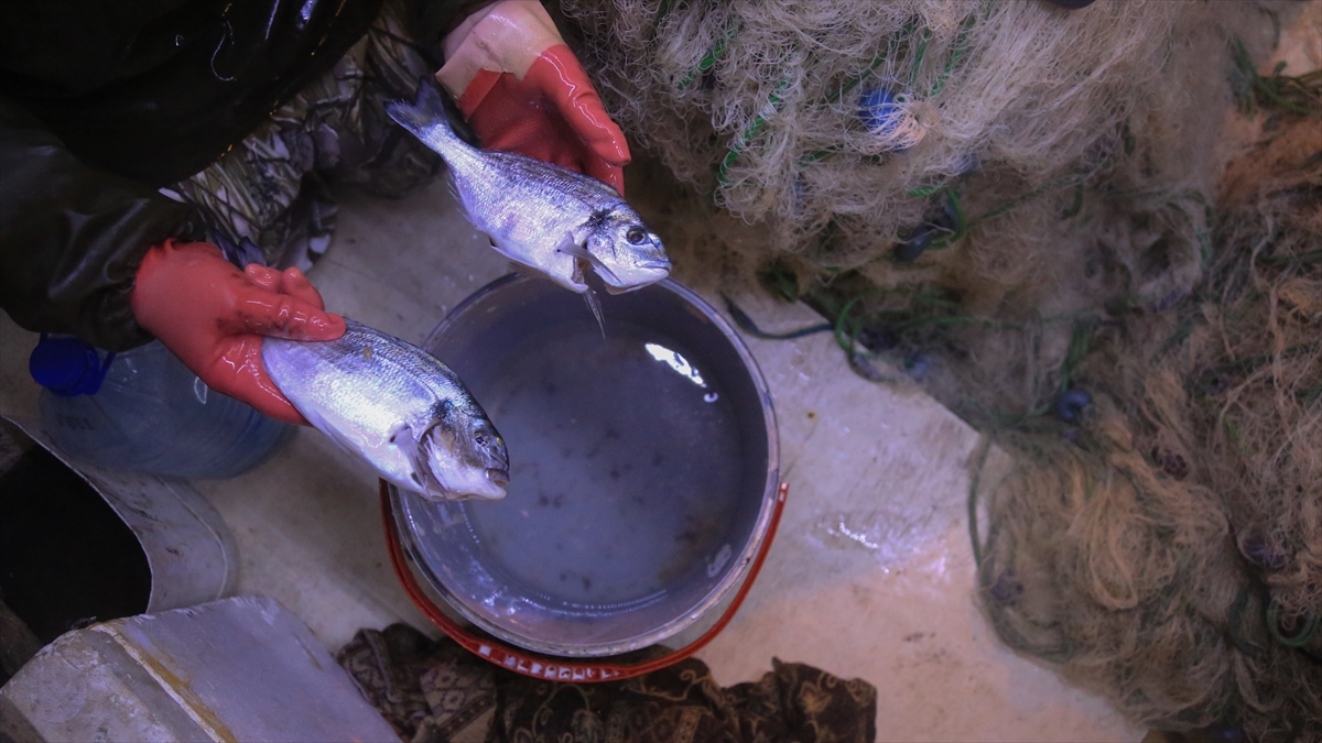 Ateş, kafeslerde yapılan üretimde bu isopod türüne rastlanmadığına da işaret etti.