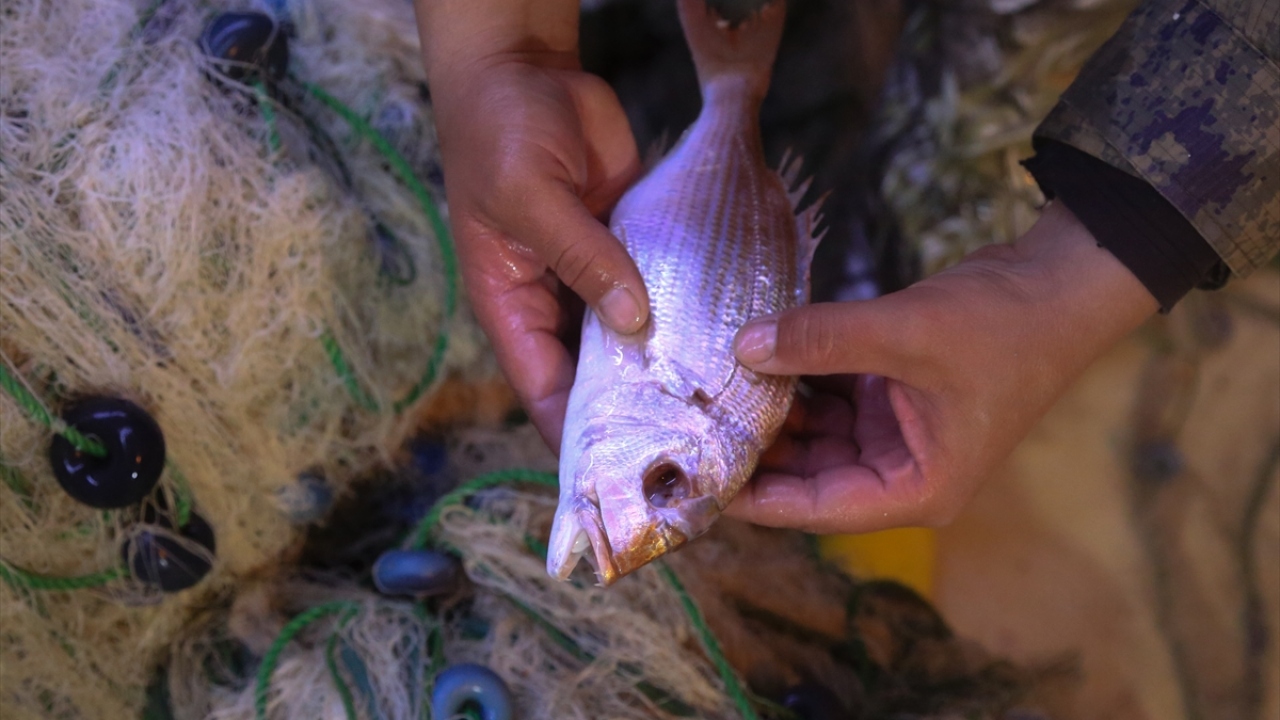 Akdeniz Üniversitesi Su Ürünleri Fakültesi Öğretim Üyesi Prof. Dr. Mehmet Gökoğlu ise bu türün "vampir pire" olarak adlandırılmasının yanlış olduğunu söyledi.