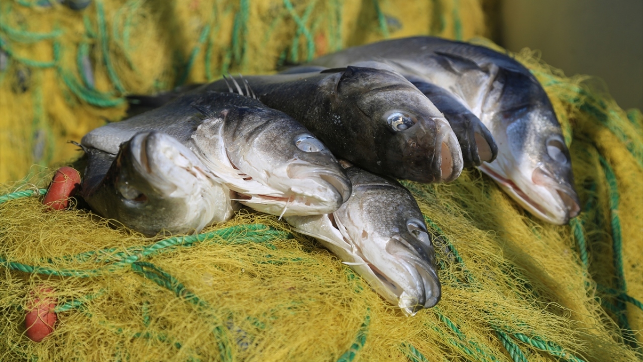 "İnsanlara zararı yok" 