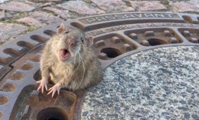 Almanya'da rögar kapağına sıkışan şişman fare için seferber oldular