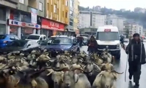 Keçiler yolu kapatınca uzun araç kuyruğu oluştu